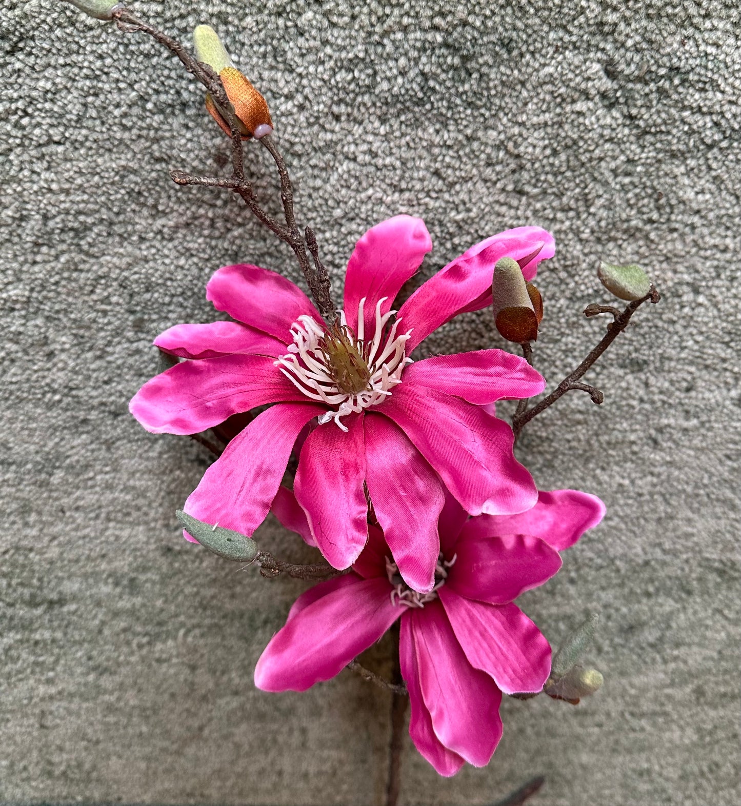 Pink Magnolia Stem