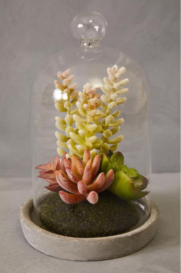 Small succulent dome