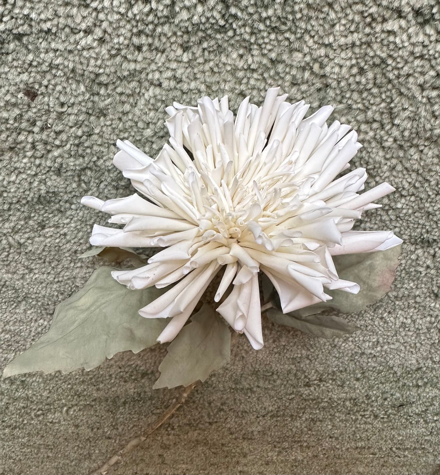 White Chrysanthemum Stem