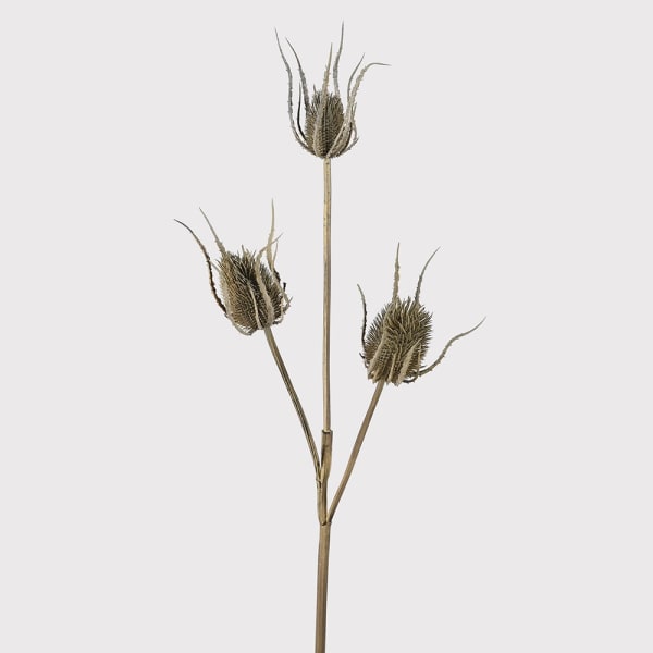 Brown Teasel Bundle