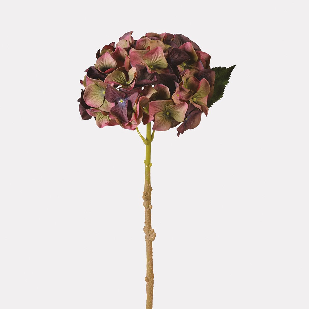 Fig and Olive Traditional Hydrangea with Leaves