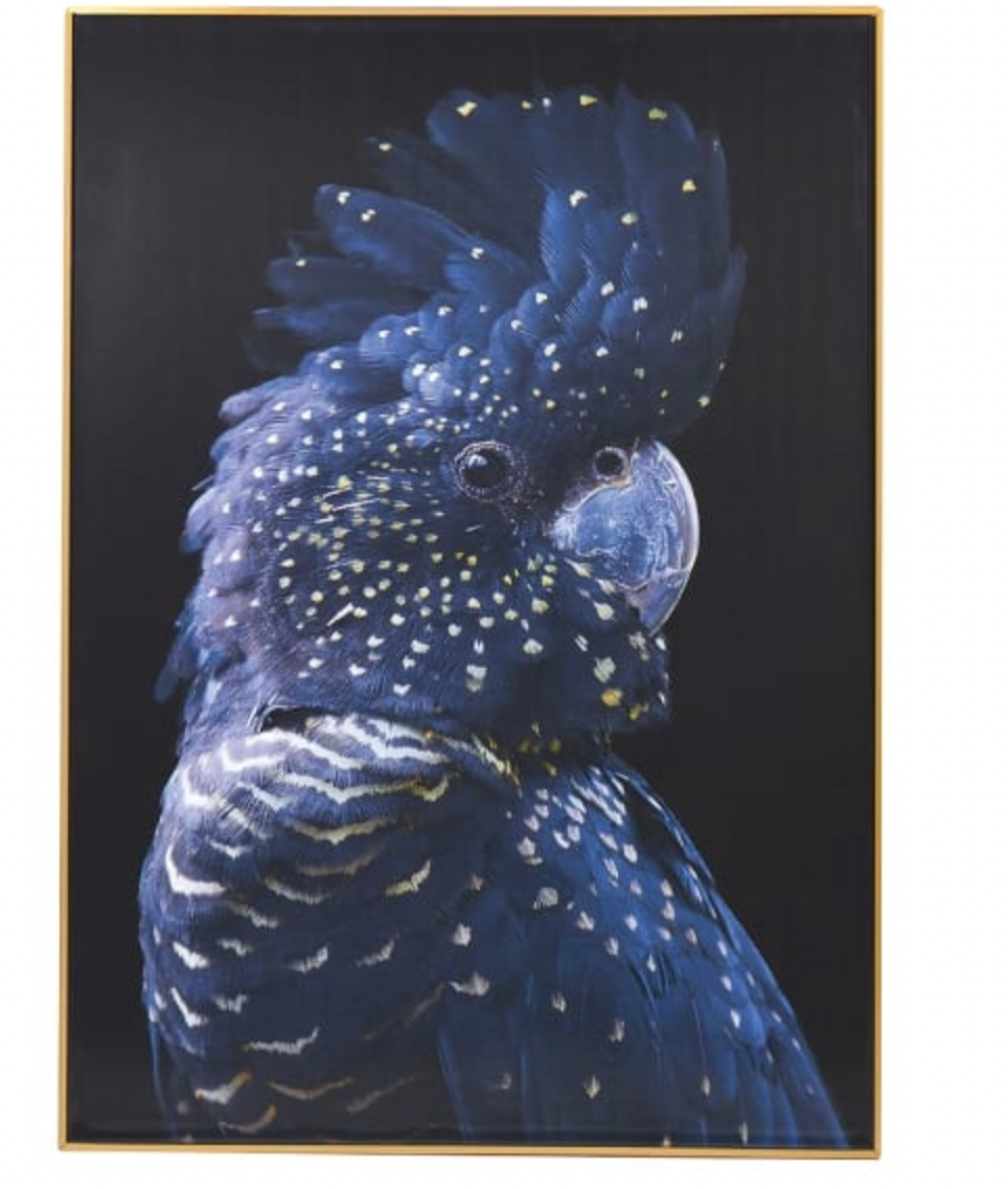 Polly Parrot Picture