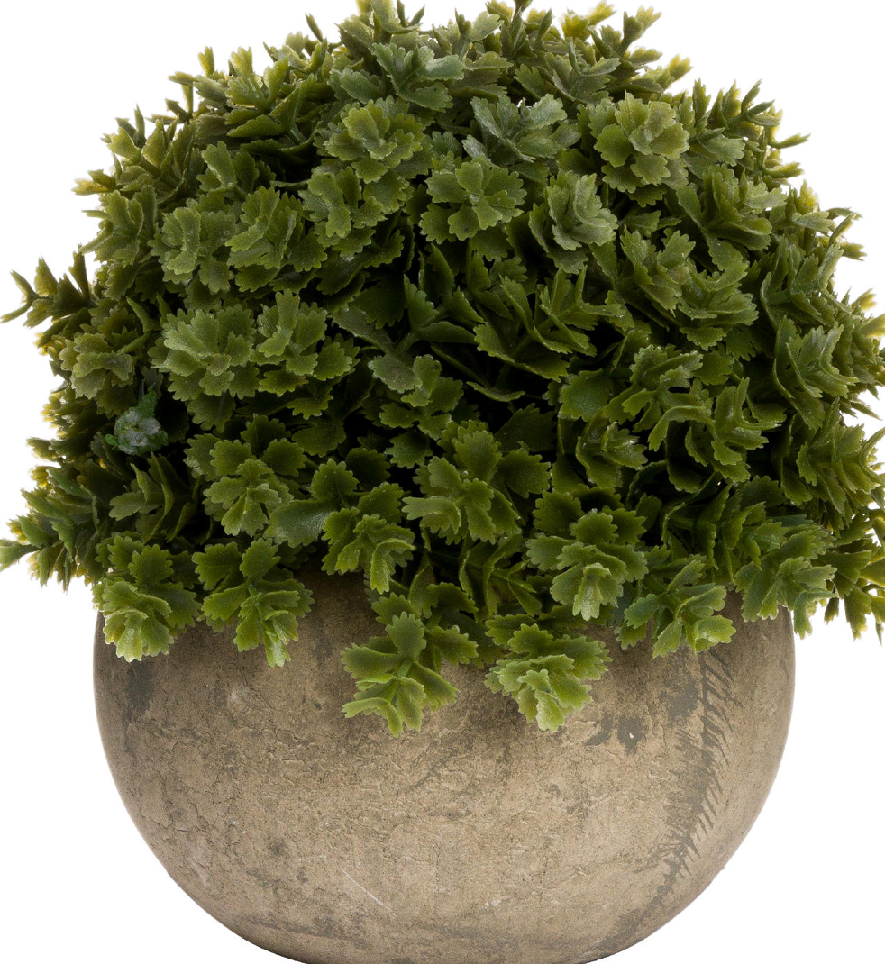 Miniature Hebe Veronica In Pot