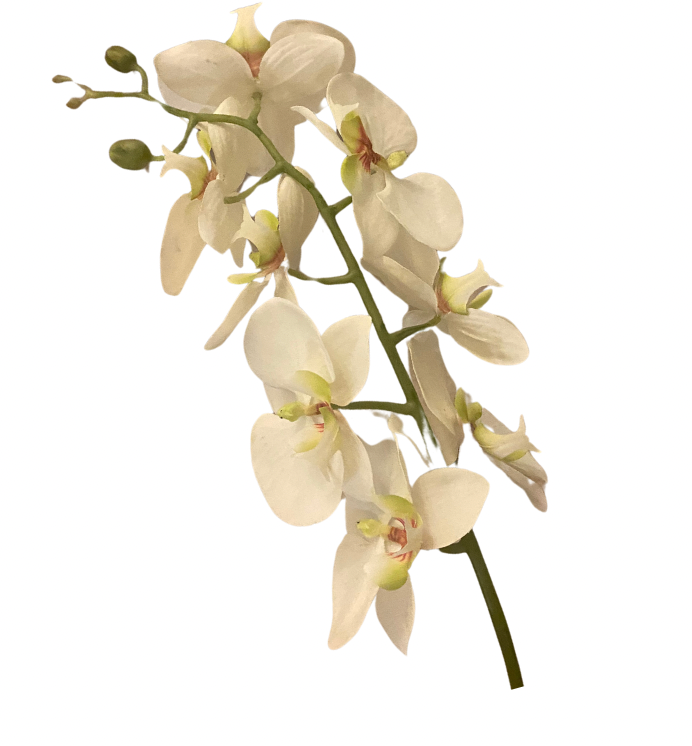 Orchid Stem