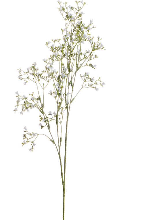 White Gypsophila