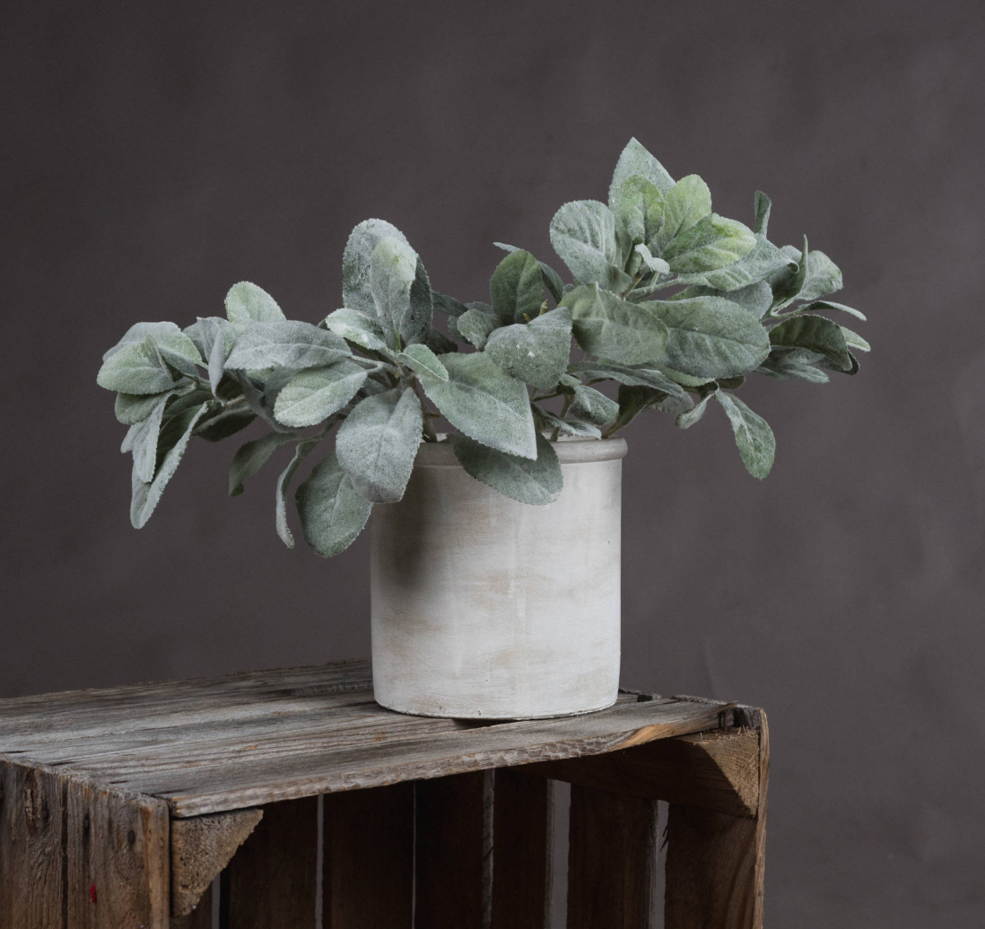 Short Lamb's Ear