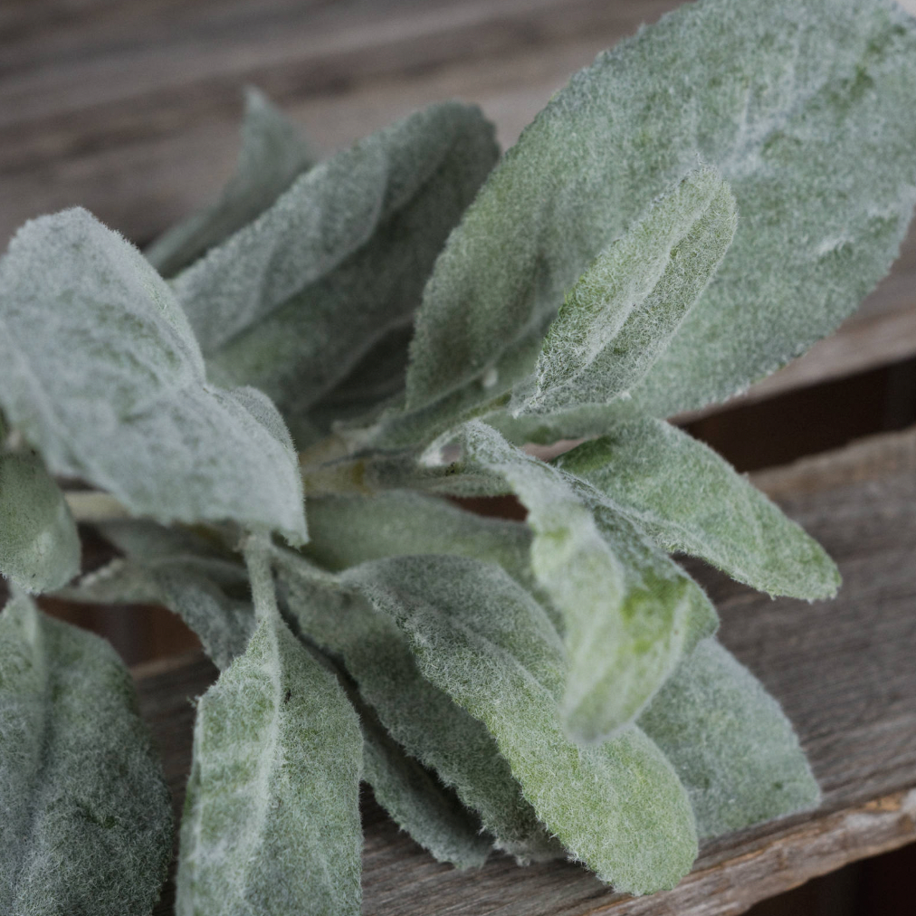 Short Lamb's Ear