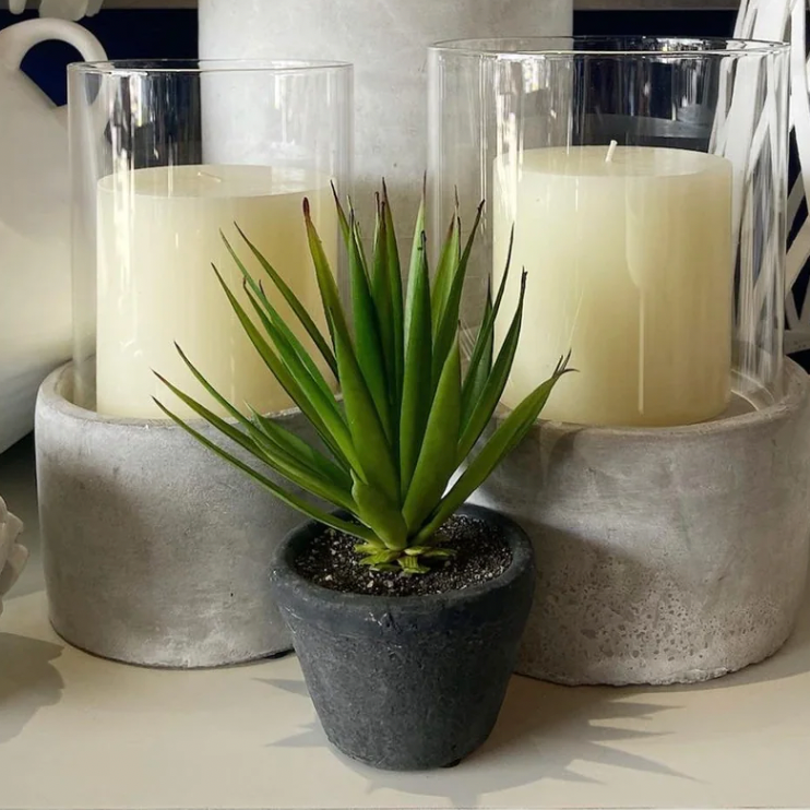 Green Spikey Airplant in Dark Grey Cement Pot