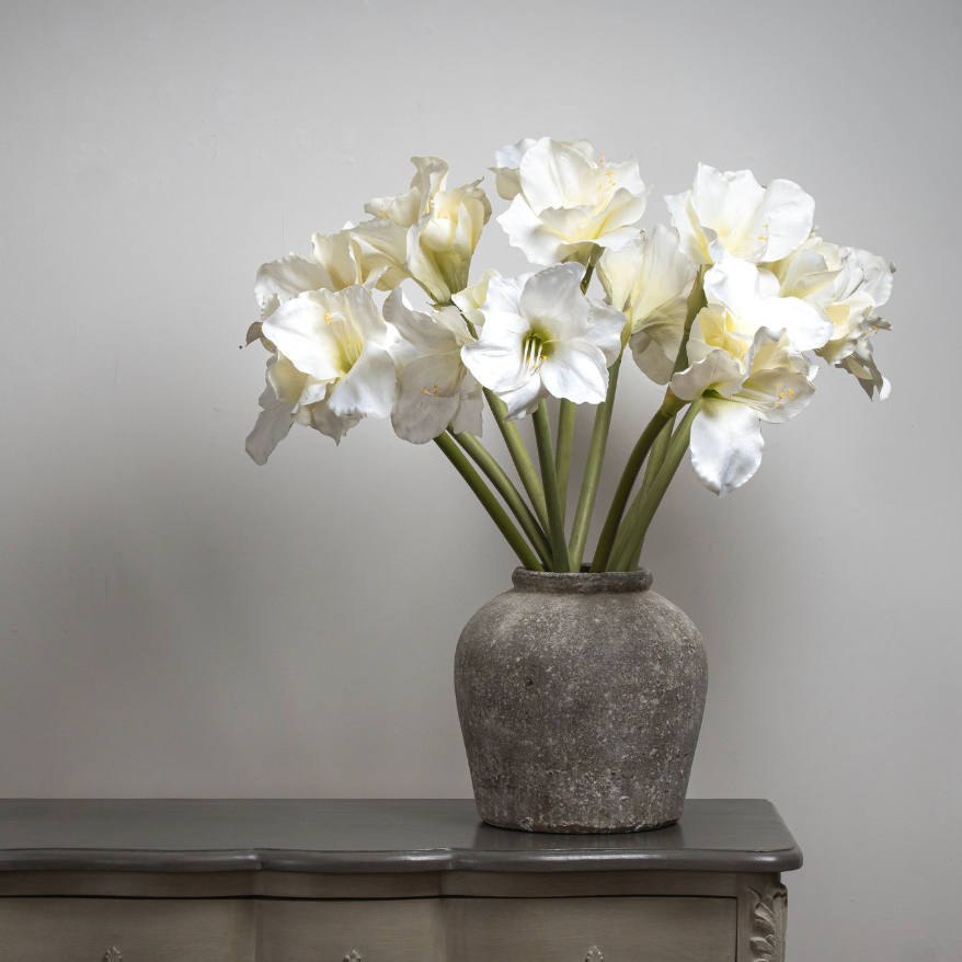 White Amaryllis