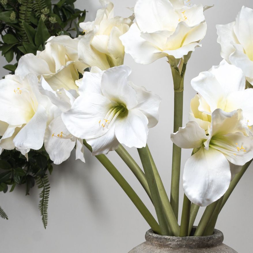 White Amaryllis
