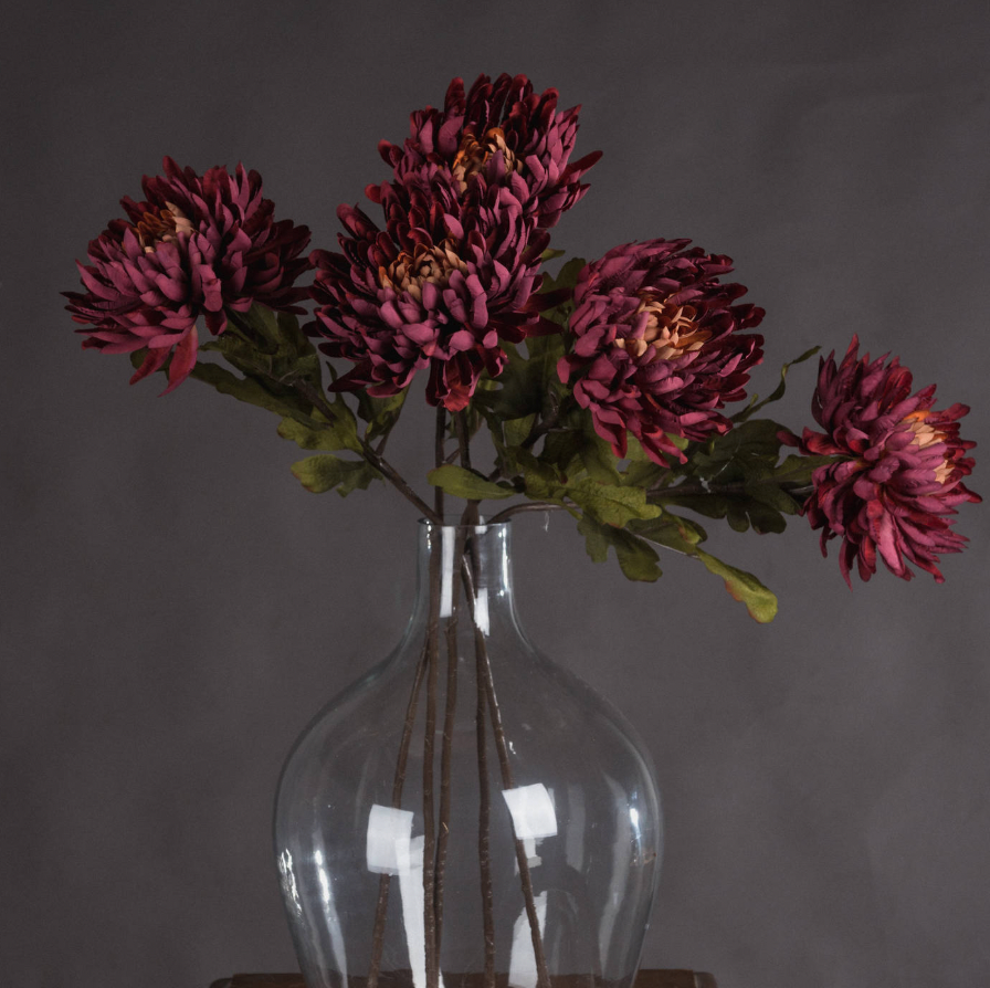 Spider Chrysanthemum