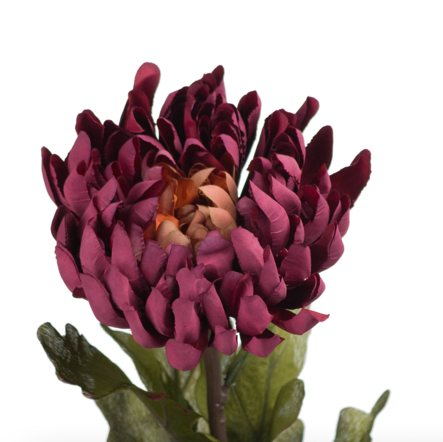 Spider Chrysanthemum