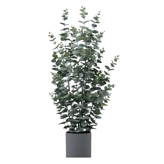 Potted Eucalyptus Bush Green