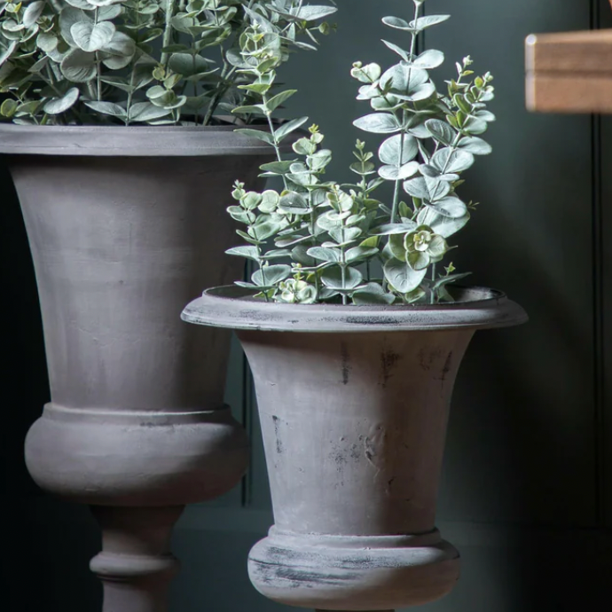 Potted Eucalyptus Bush Green