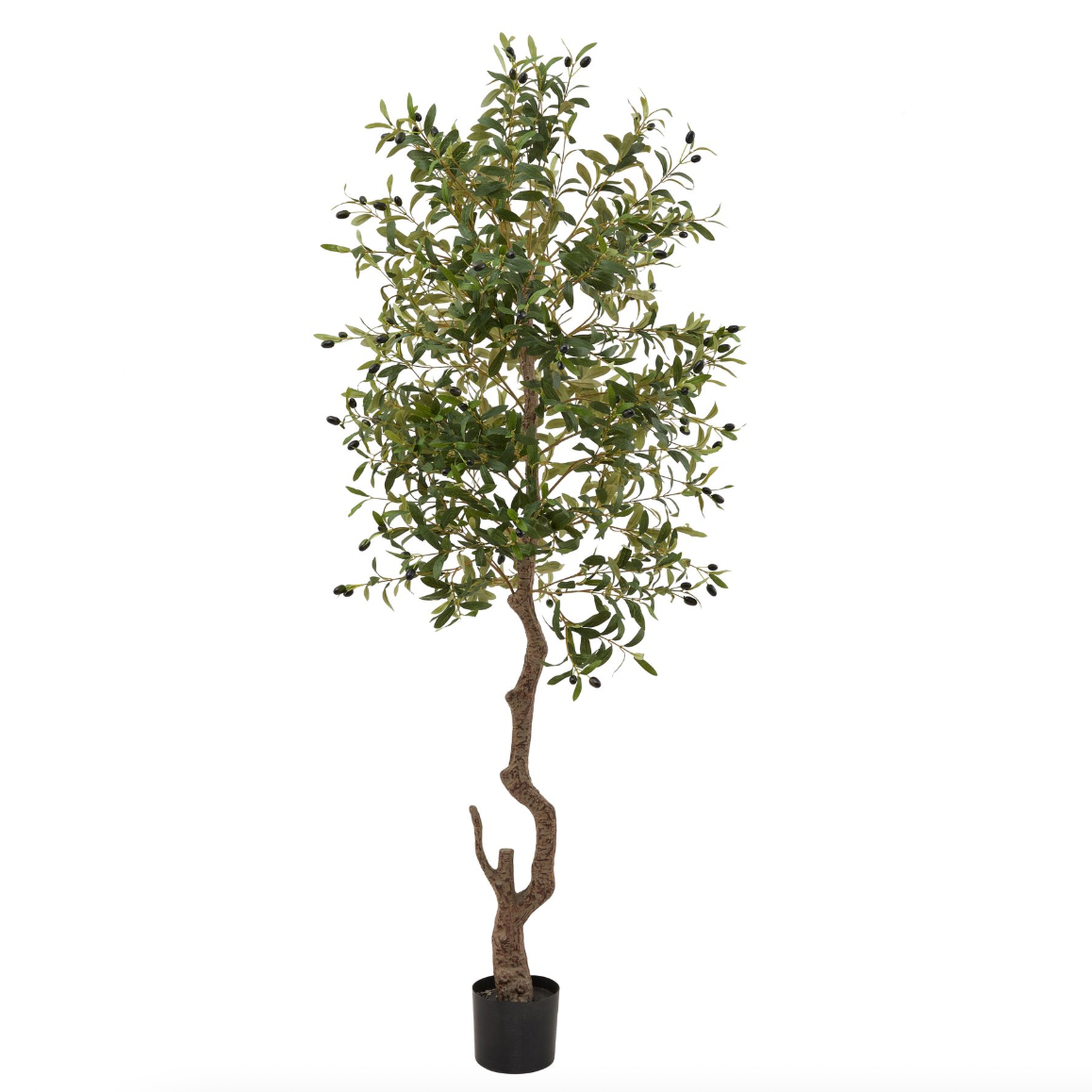 Calabria Large Olive Tree