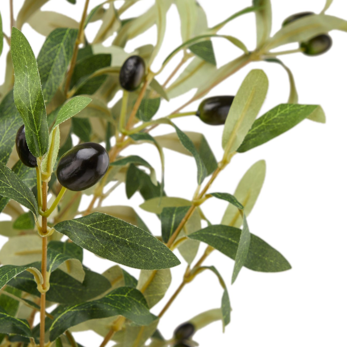 Calabria Large Olive Tree