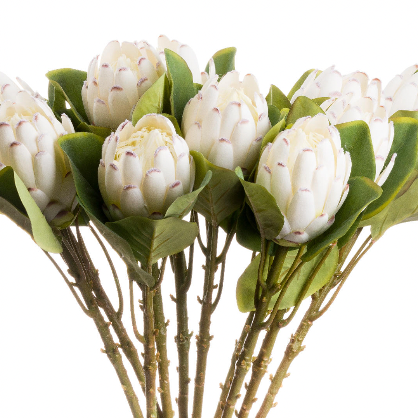 Closed White Protea