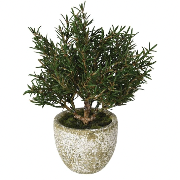 Faux Rosemary Bush in Clay Pot