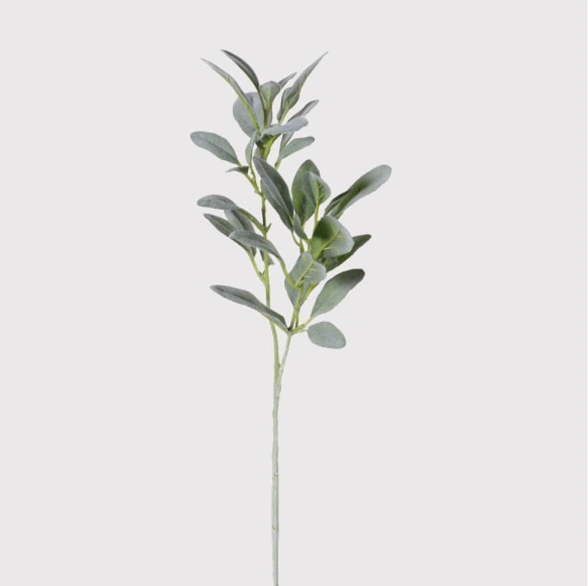 DRAKELOW SHOWHOME SPRUCE LAMBS EAR SPRAY