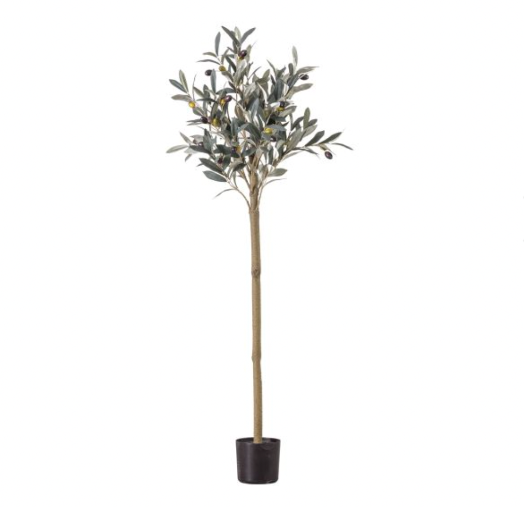 DRAKELOW SHOWHOME SPRUCE OLIVE TREE