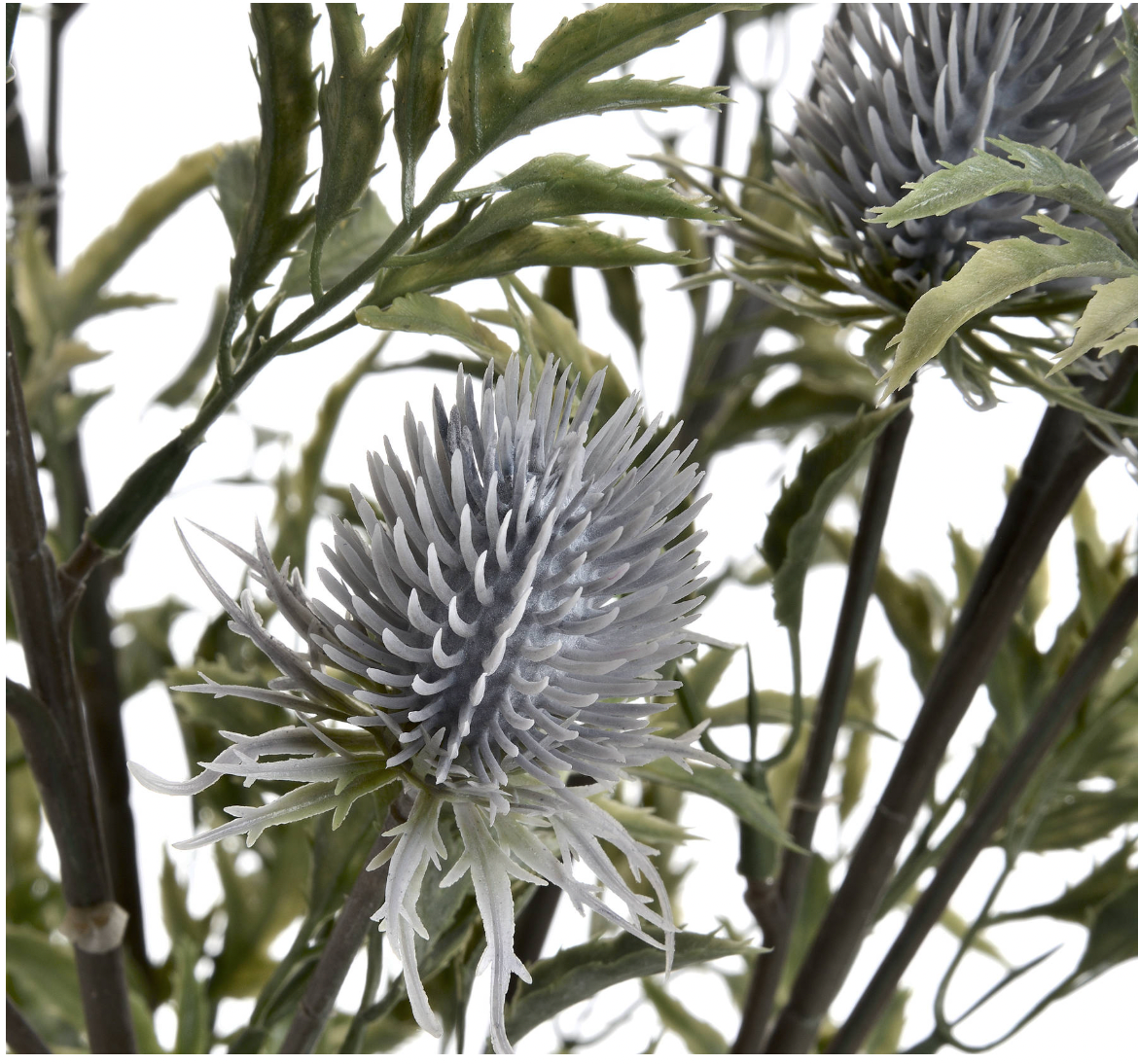 Eryngium Blue Thistle