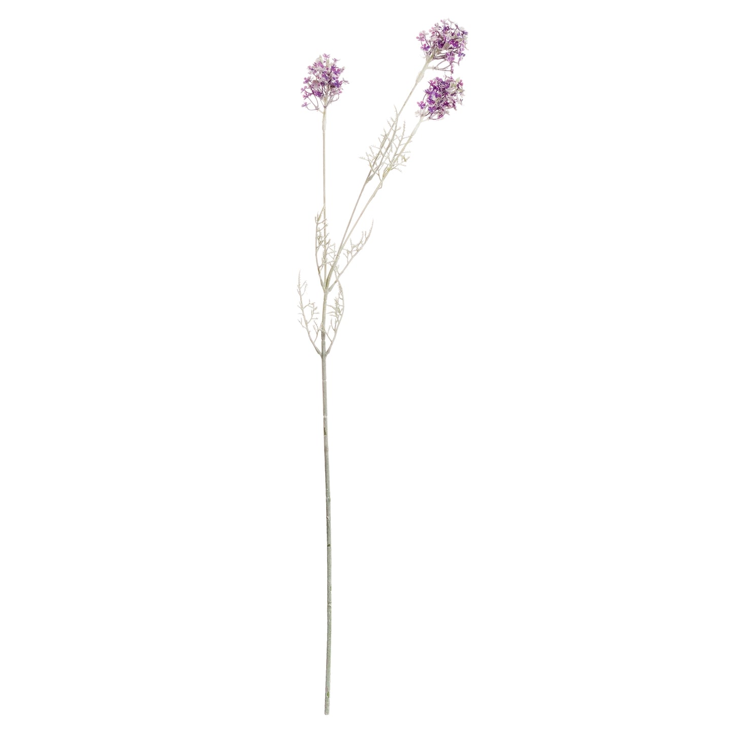 Purple Meadow Flower Stem