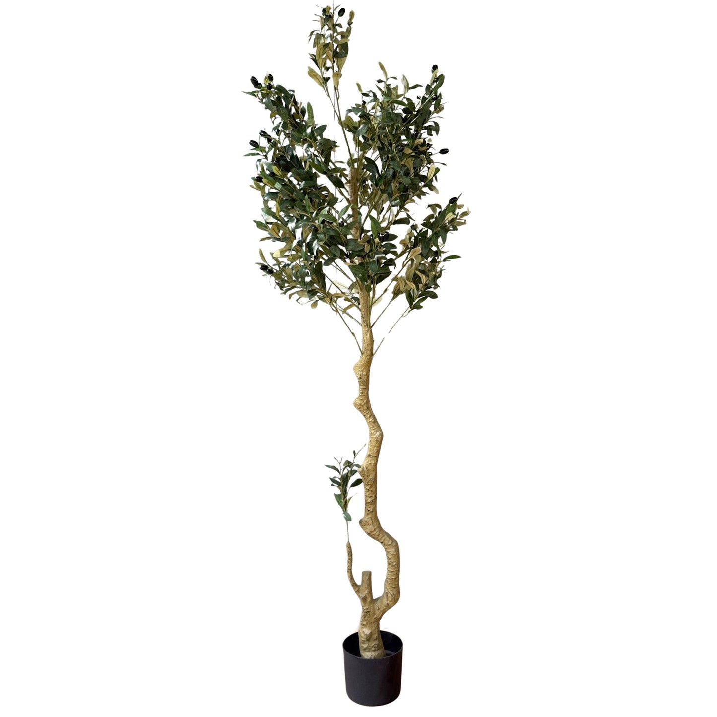 DRAKELOW SHOWHOME ASPEN OLIVE TREE