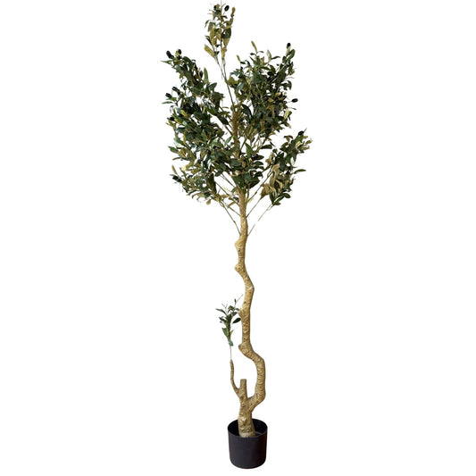 DRAKELOW SHOWHOME ASPEN OLIVE TREE