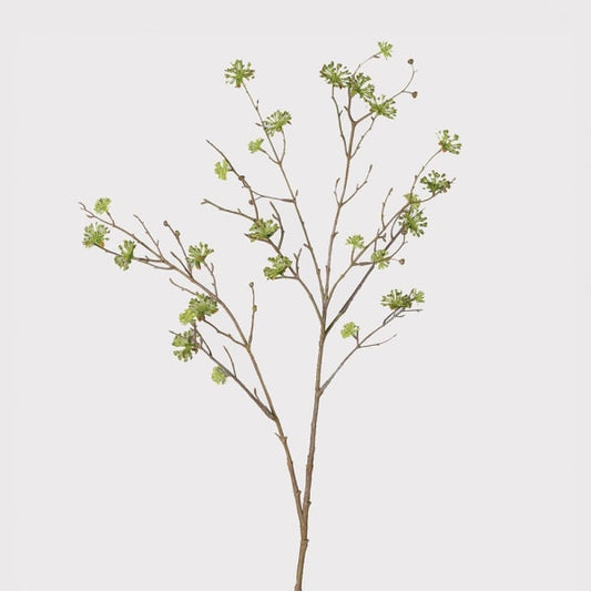 Single Green Cornus Stem