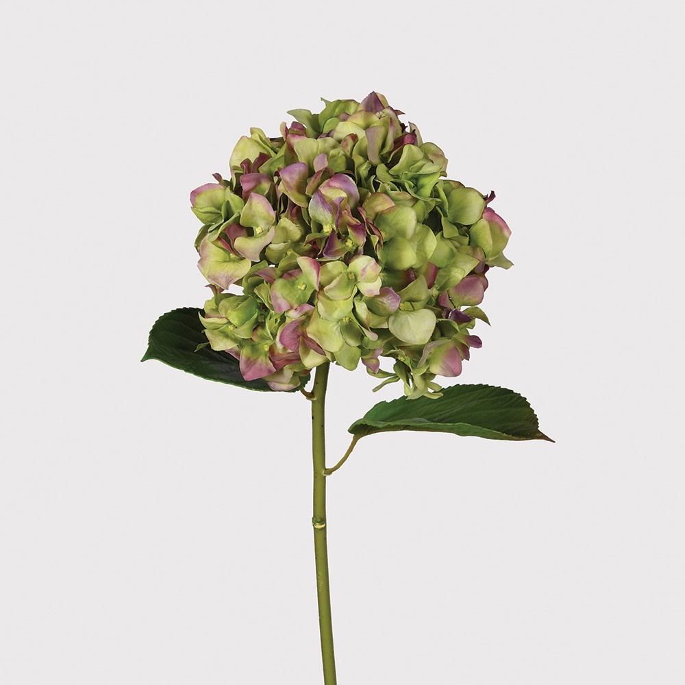 Real Feel Pistachio and Aubergine Hydrangea with Leaves