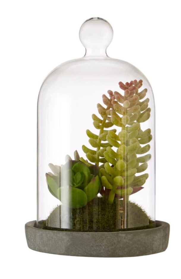 Small succulent dome
