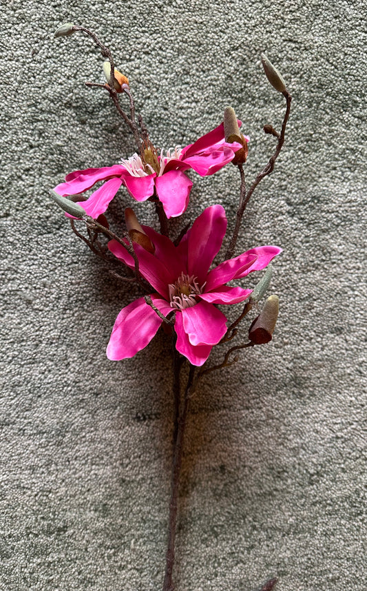 Pink Magnolia Stem