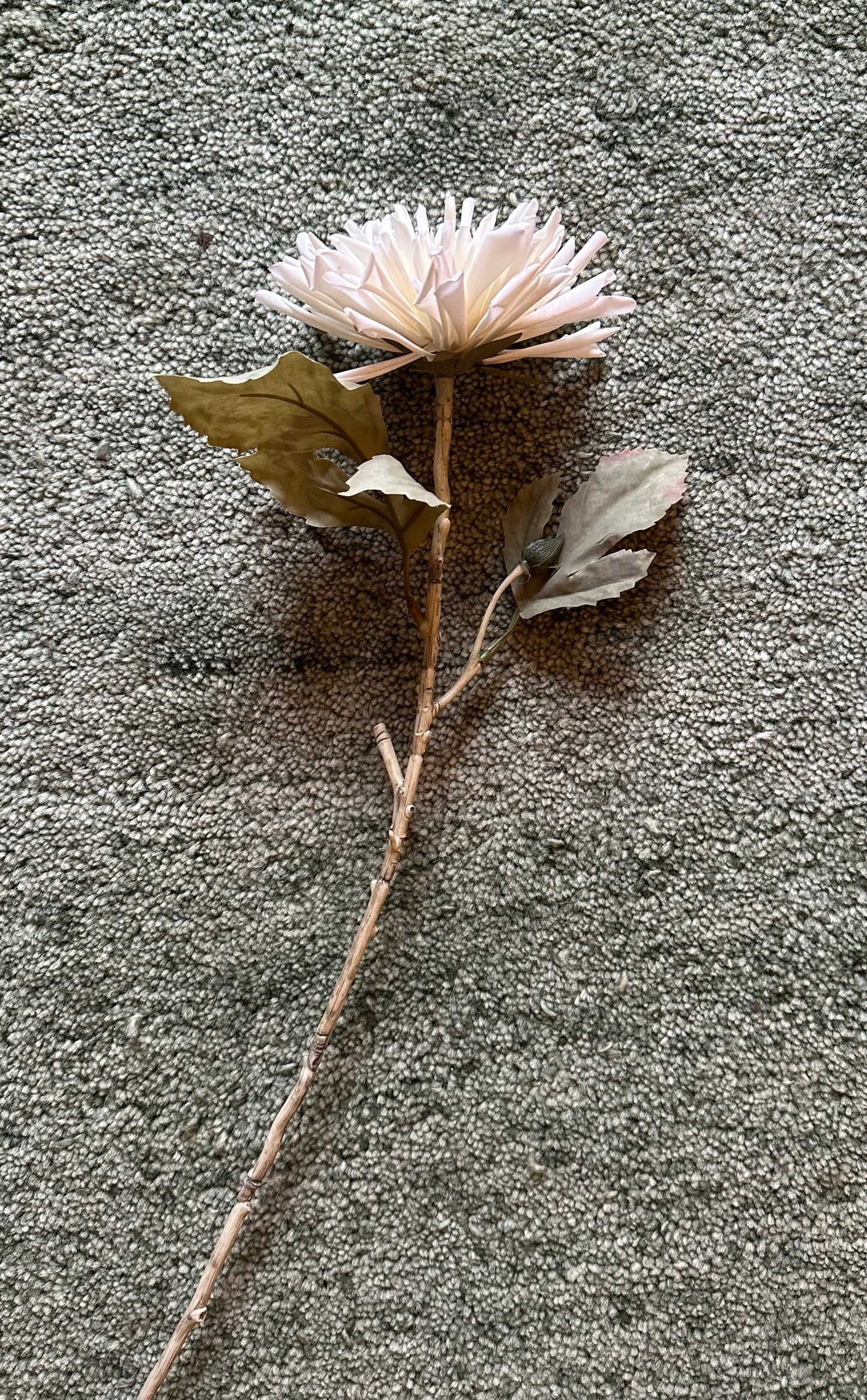 White Chrysanthemum Stem