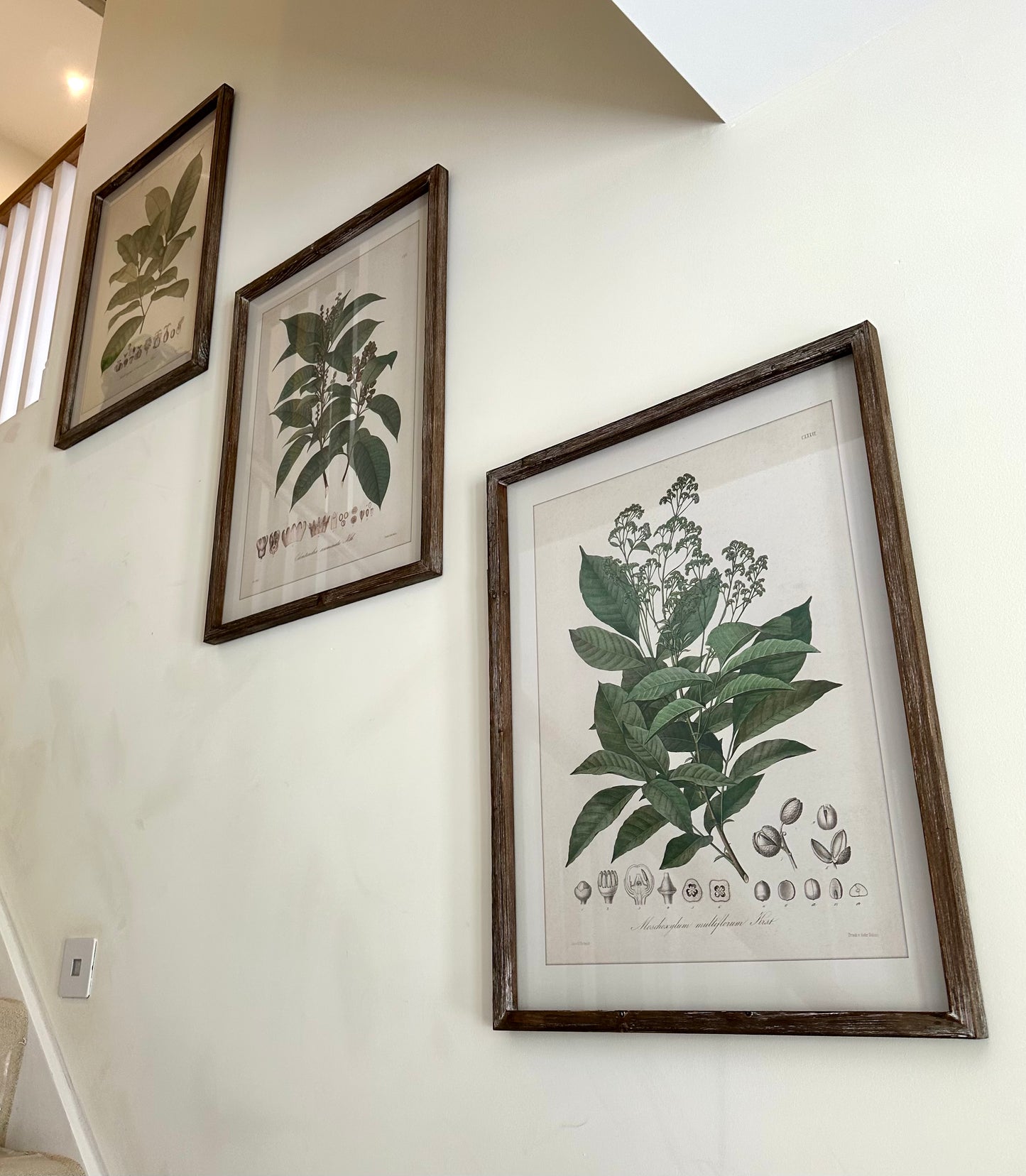 Set of 4 Perennial Herbs Wall Art