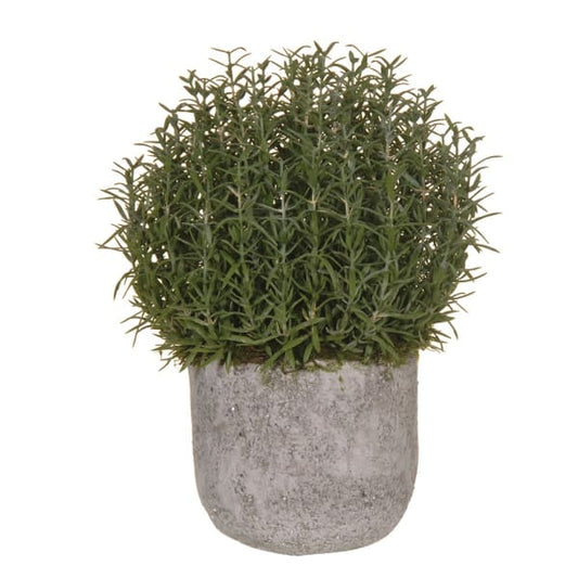 DRAKELOW SHOWHOME ASPEN ROSEMARY IN POT