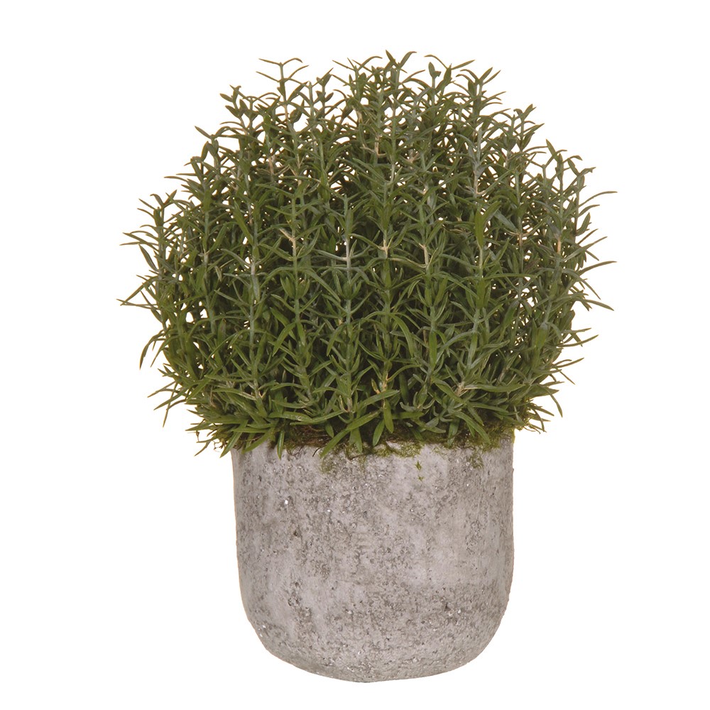 Rosemary Potted Plant