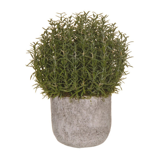 Rosemary Potted Plant