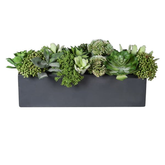 DRAKELOW SHOWHOME SPRUCE SUCCULENT