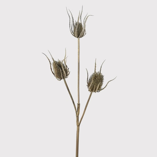 Brown Teasel Bundle