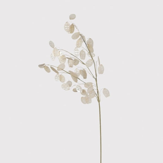 DRAKELOW SHOWHOME SPRUCE HONESTY STEM