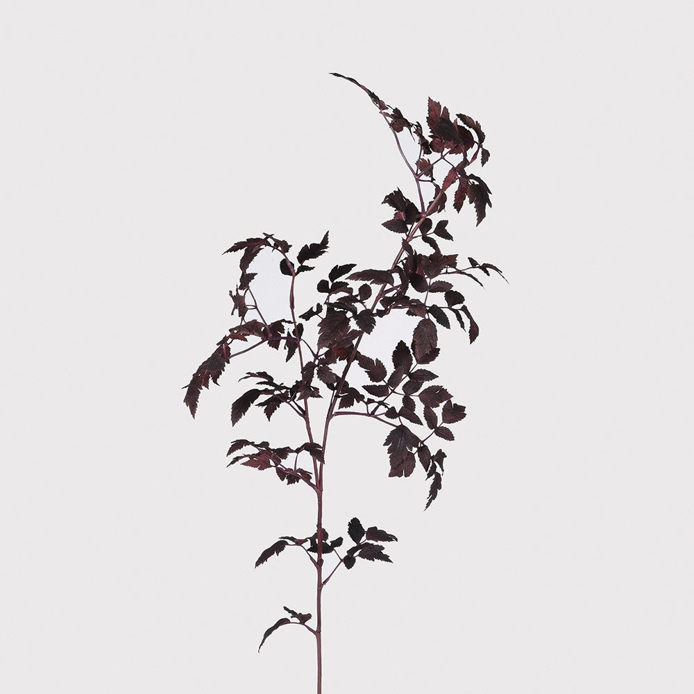 Burgundy Physocarpus Diabolo