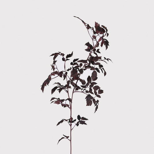 Burgundy Physocarpus Diabolo