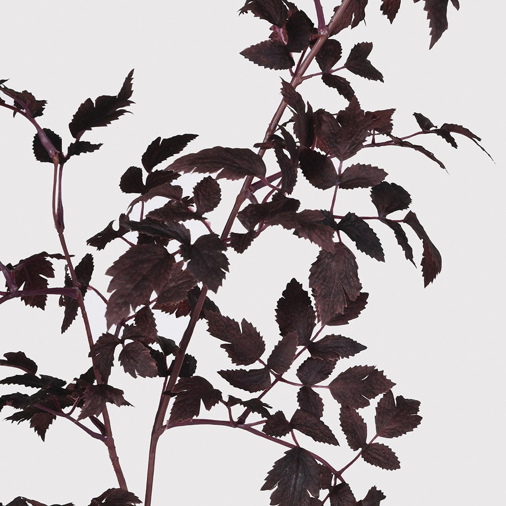 Burgundy Physocarpus Diabolo