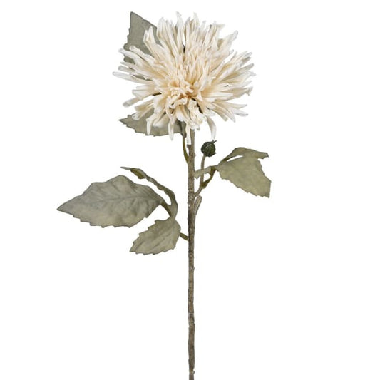 DRAKELOW SHOWHOME ASPEN DAHLIA STEM