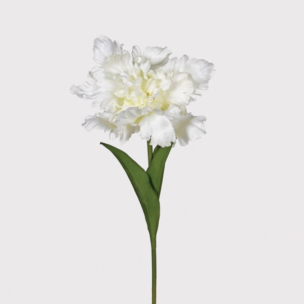 Natural Cotton Grass Small
