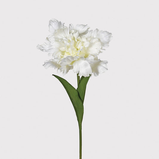 White Parrot Tulip with Leaves