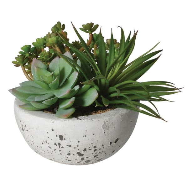 DRAKELOW SHOWHOME ASPEN SUCCULENT