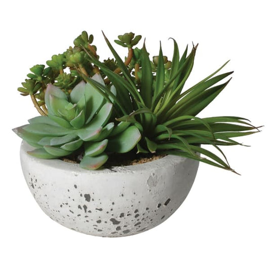 DRAKELOW SHOWHOME ASPEN SUCCULENT