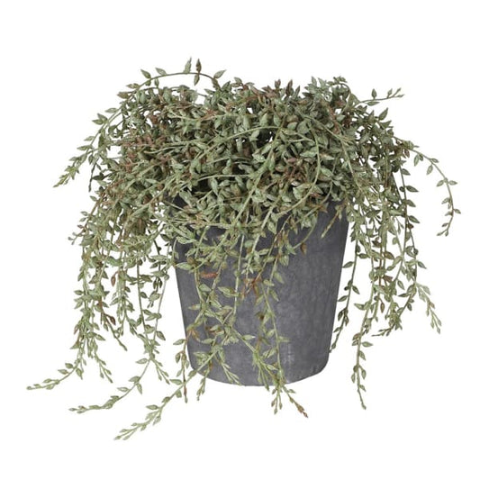 DRAKELOW SHOWHOME SPRUCE POTTED PLANT