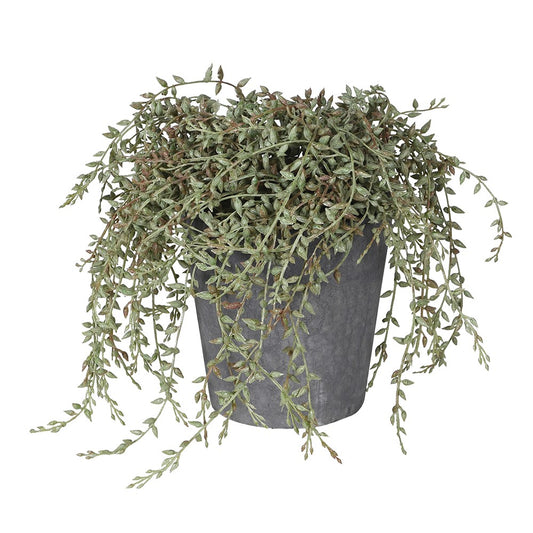 Senecio Radican in Grey Pot